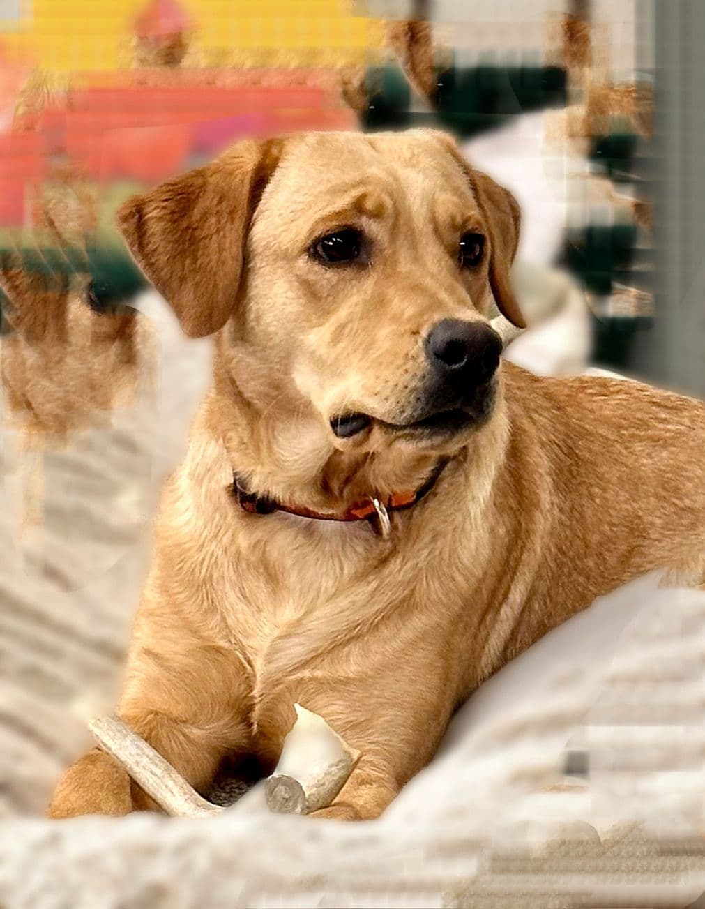 Labrador Retriever Puppies breeder image 8