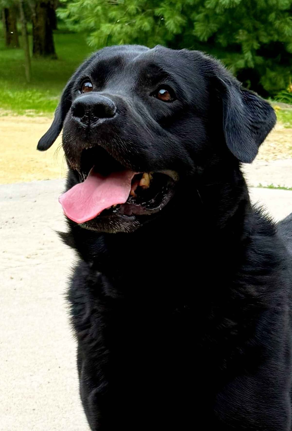 Labrador Retriever Puppies breeder image 10