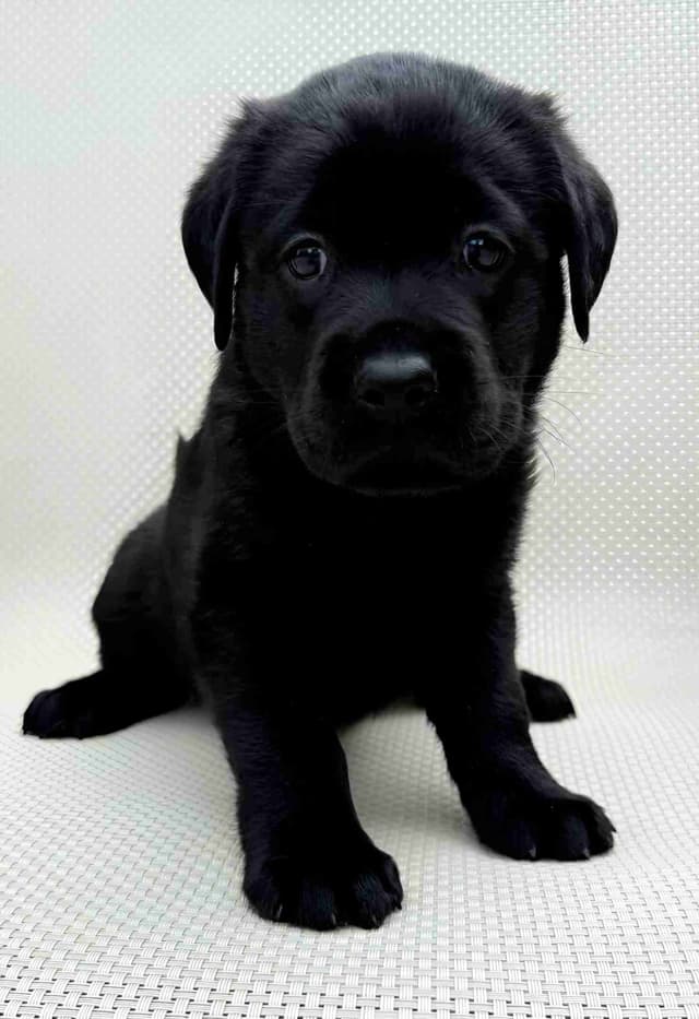 Labrador Retriever Puppies media 2