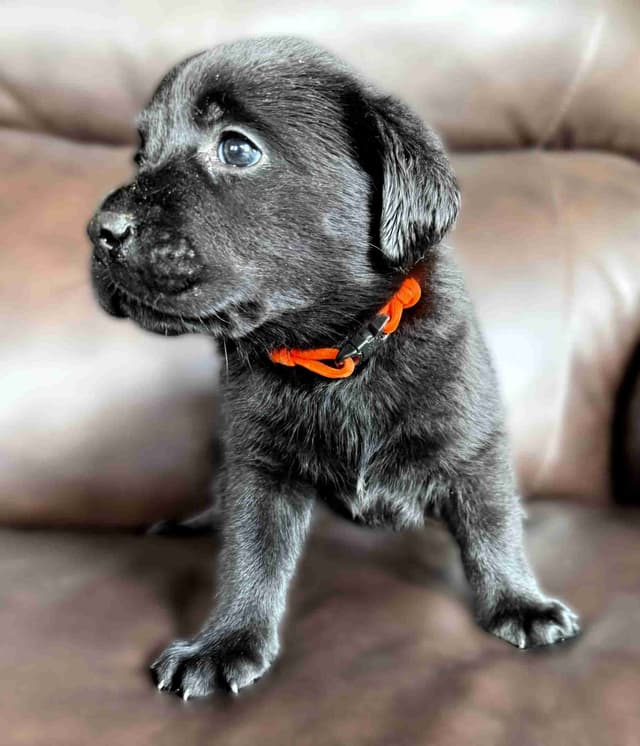 Labrador Retriever Puppies media 3