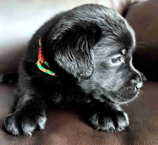 Labrador Retriever Puppies media 4