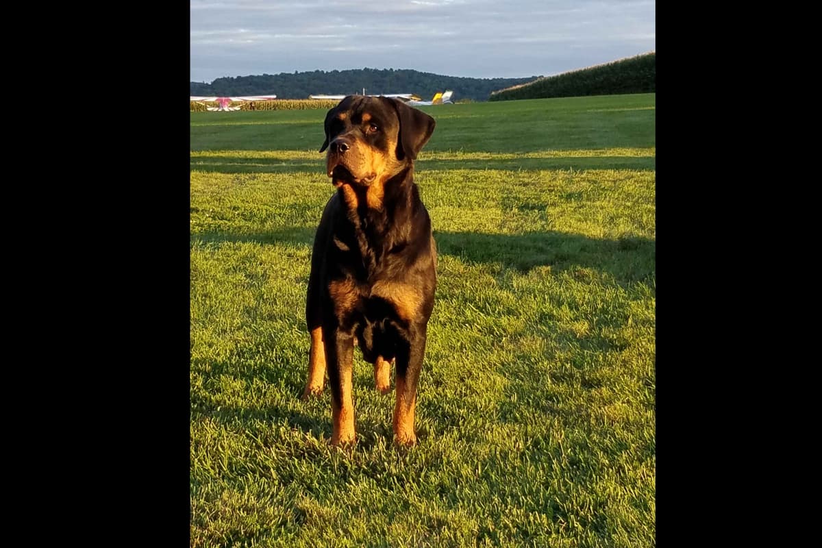 Rottweiler Puppies breeder image 1