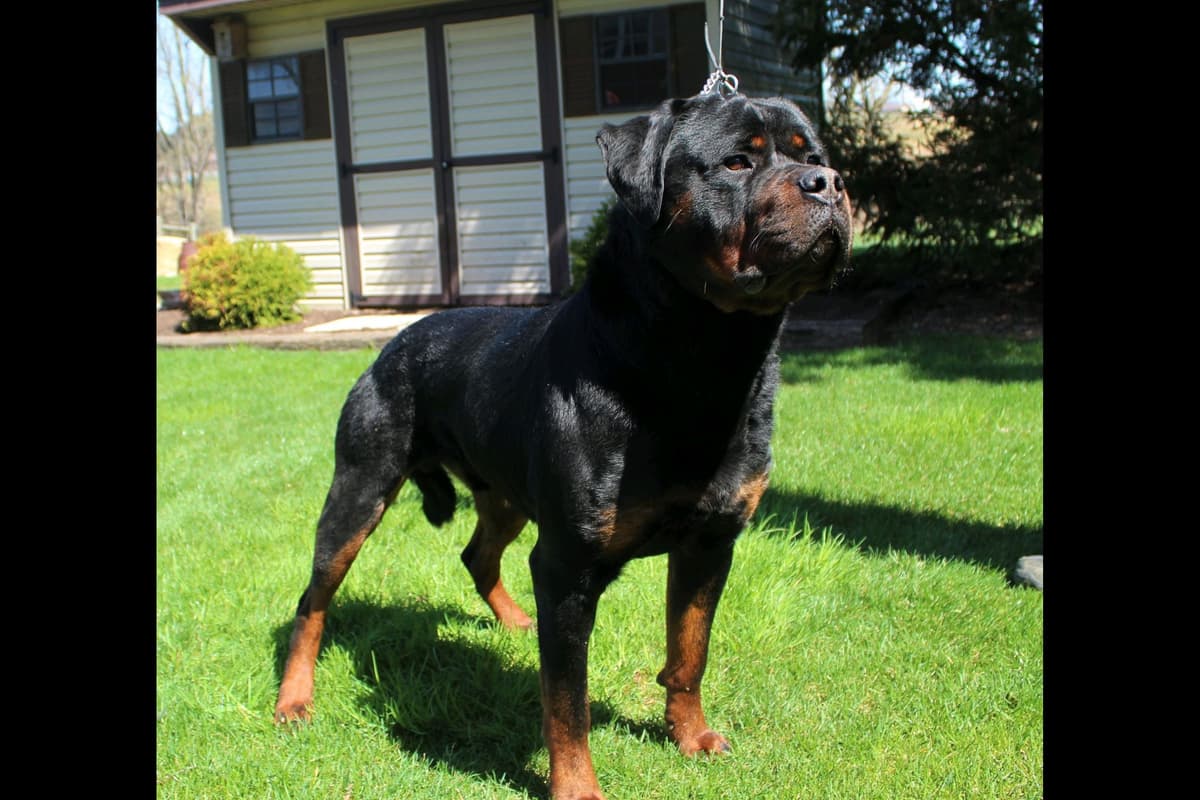 Rottweiler Puppies breeder image 2