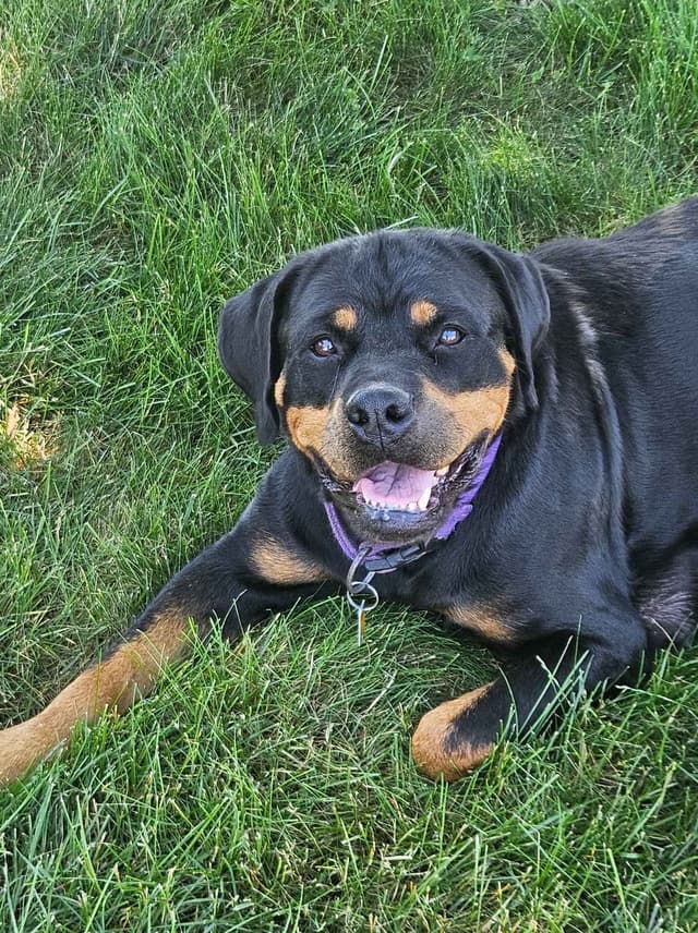 Rottweiler Puppies media 9
