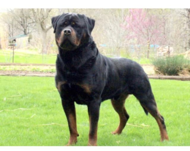 Rottweiler Puppies media 10