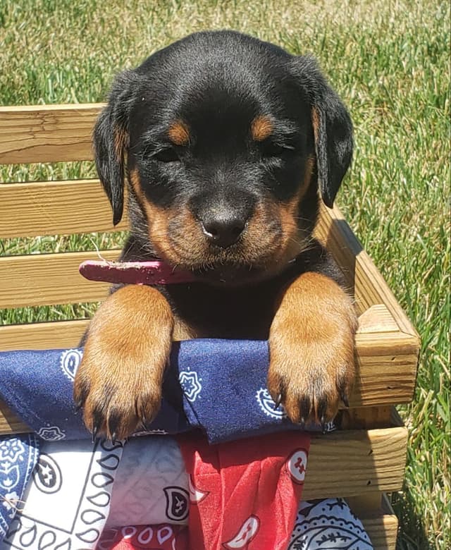 Rottweiler Puppies media 2