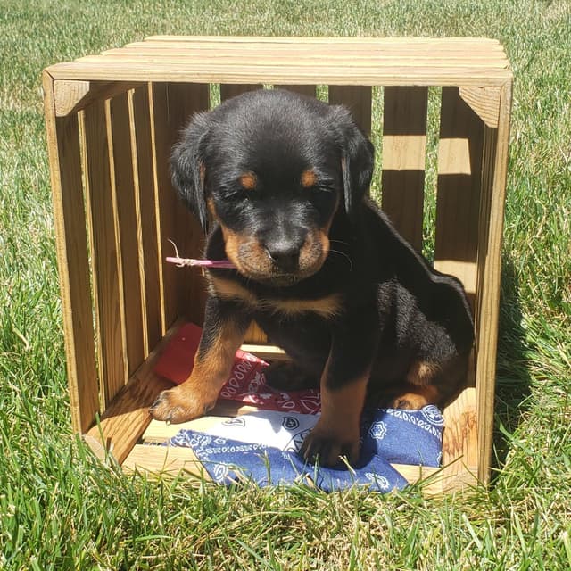 Rottweiler Puppies media 3