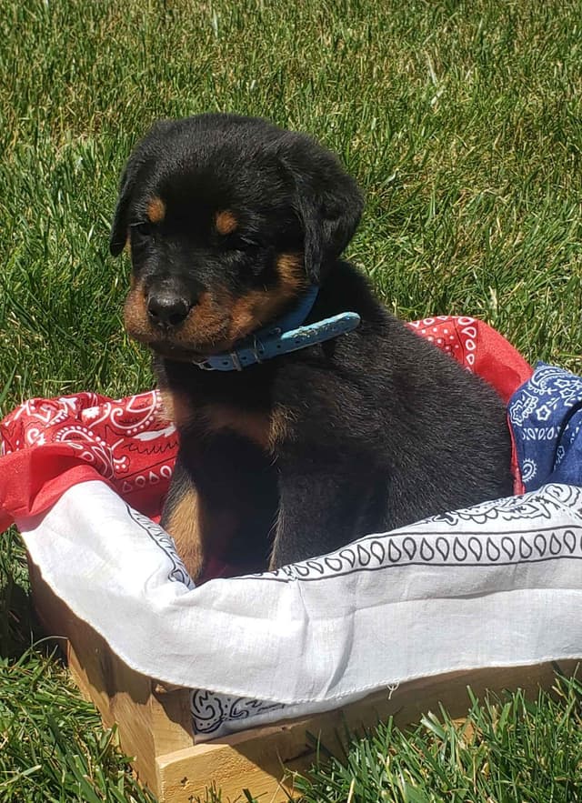 Rottweiler Puppies media 4