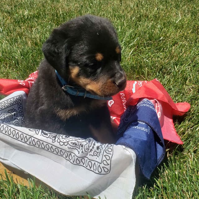 Rottweiler Puppies media 5