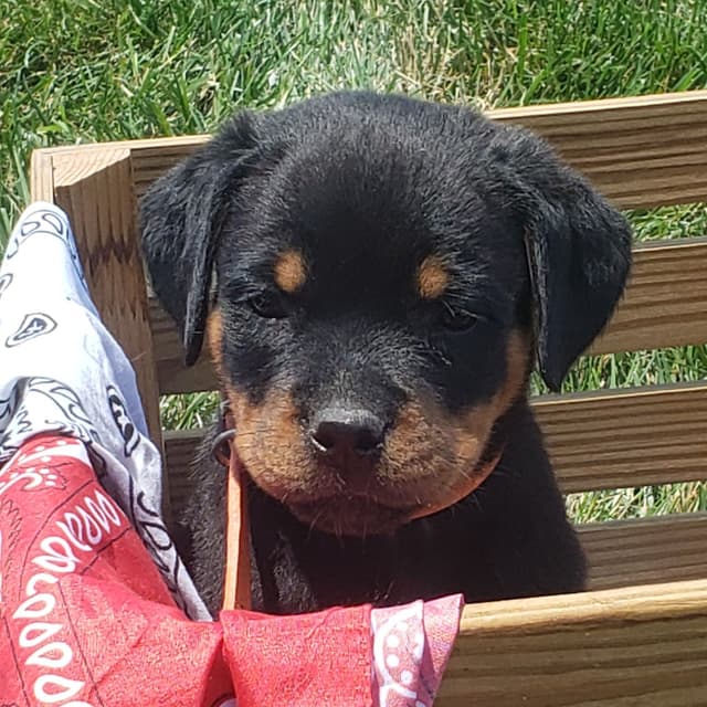 Rottweiler Puppies media 6
