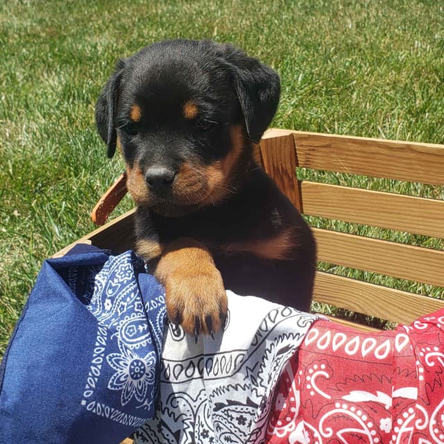 Rottweiler Puppies media 7