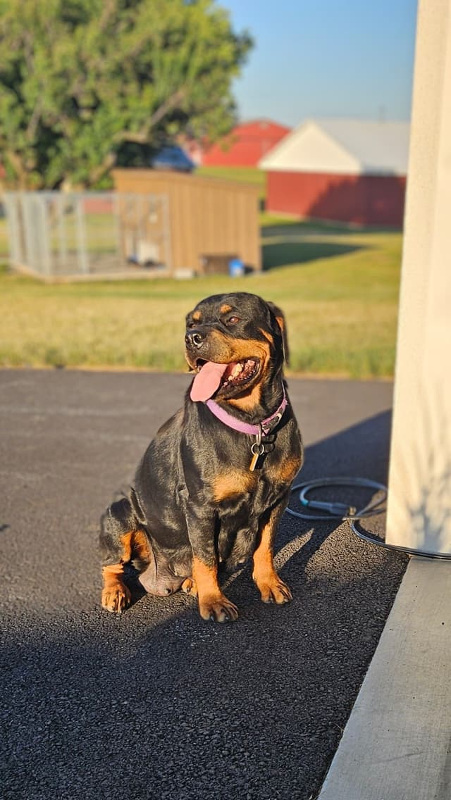 Rottweiler Puppies media 8