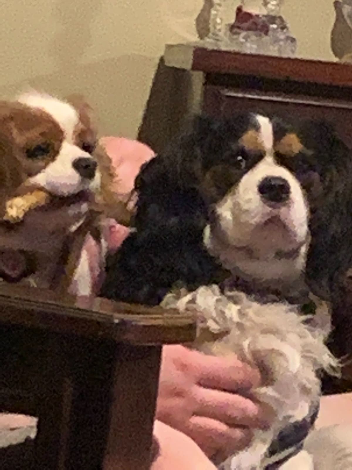 Cavalier King Charles Spaniel Puppies breeder image 1