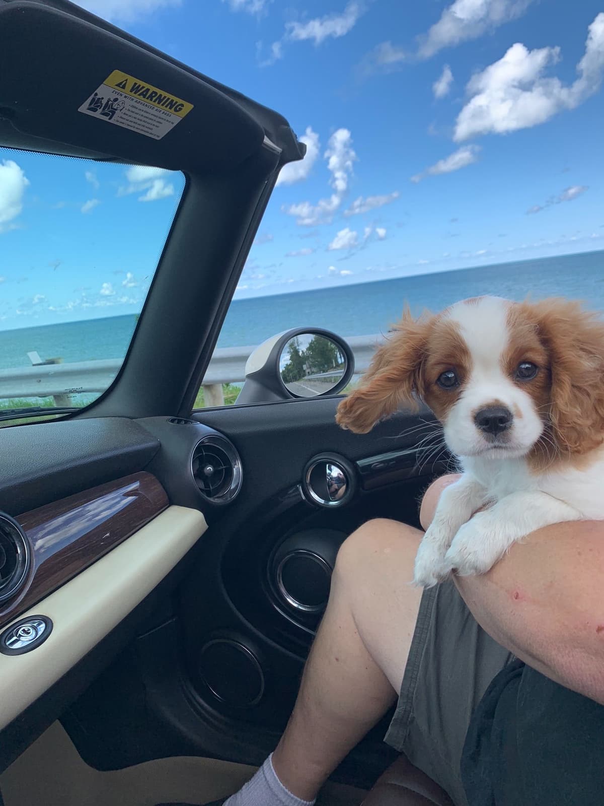 Cavalier King Charles Spaniel Puppies breeder image 2