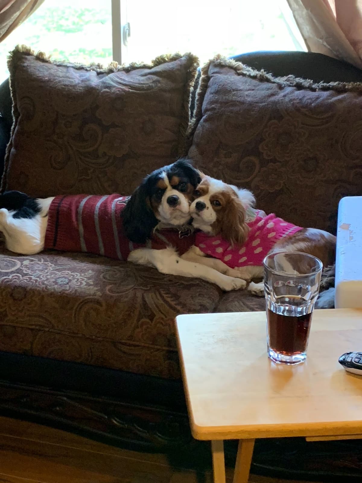 Cavalier King Charles Spaniel Puppies breeder image 3