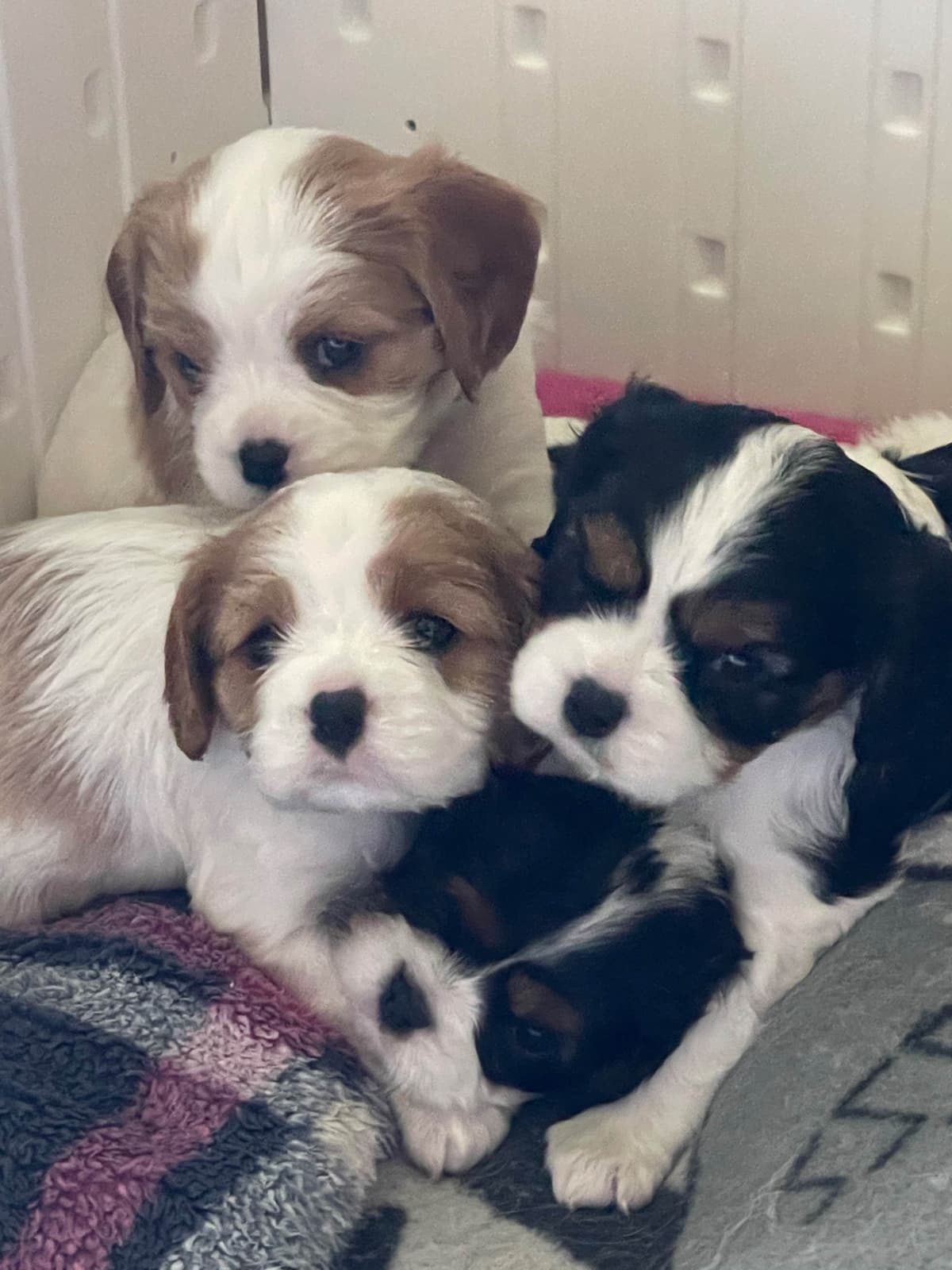 Cavalier King Charles Spaniel Puppies breeder image 4
