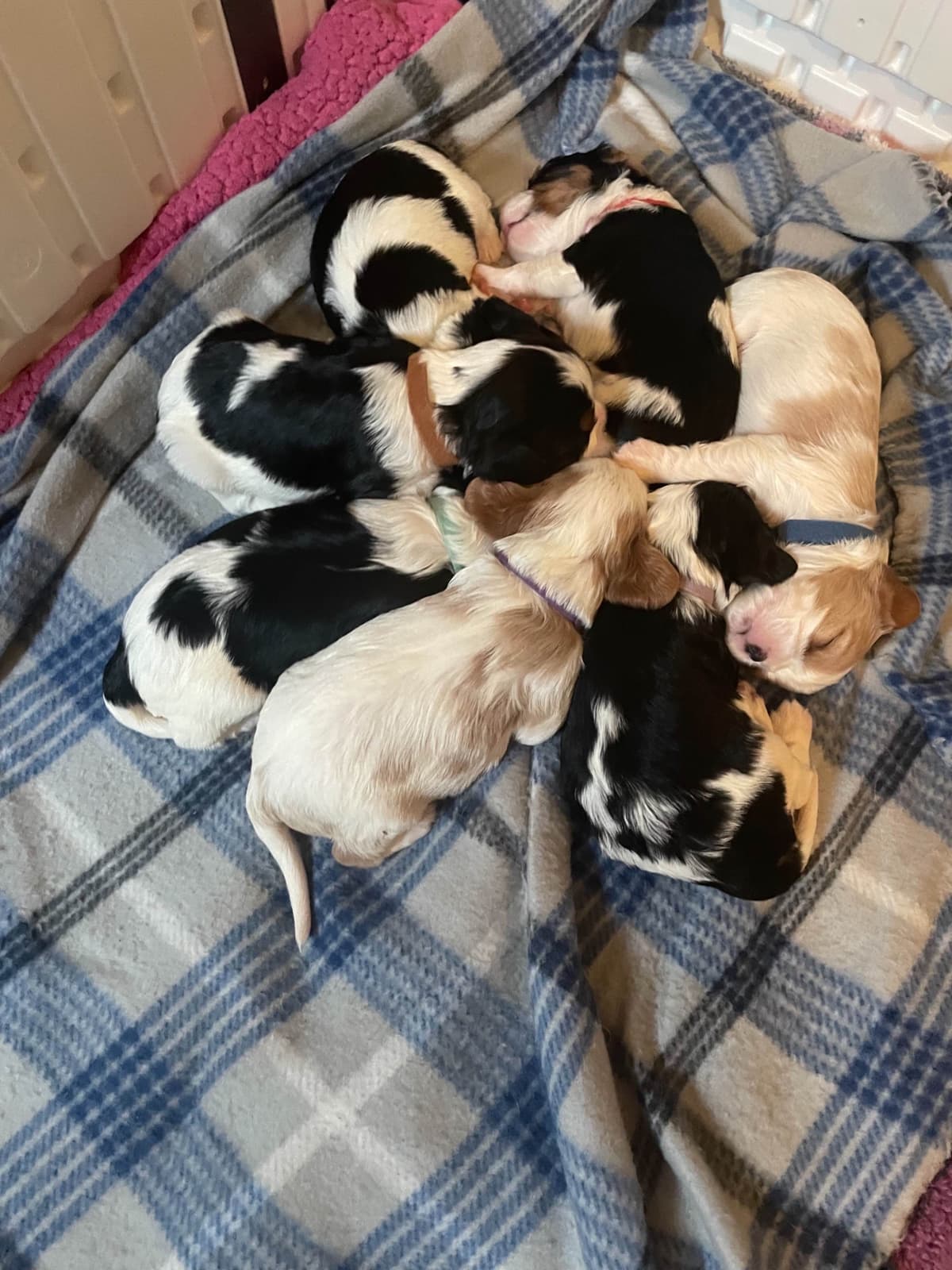 Cavalier King Charles Spaniel Puppies breeder image 6