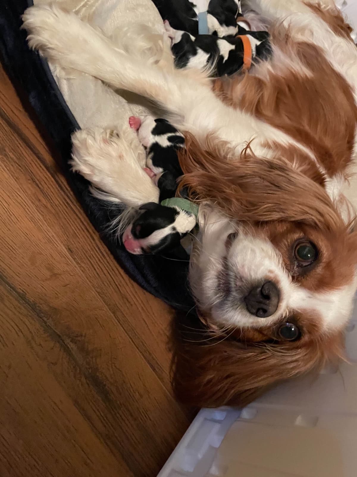 Cavalier King Charles Spaniel Puppies breeder image 5
