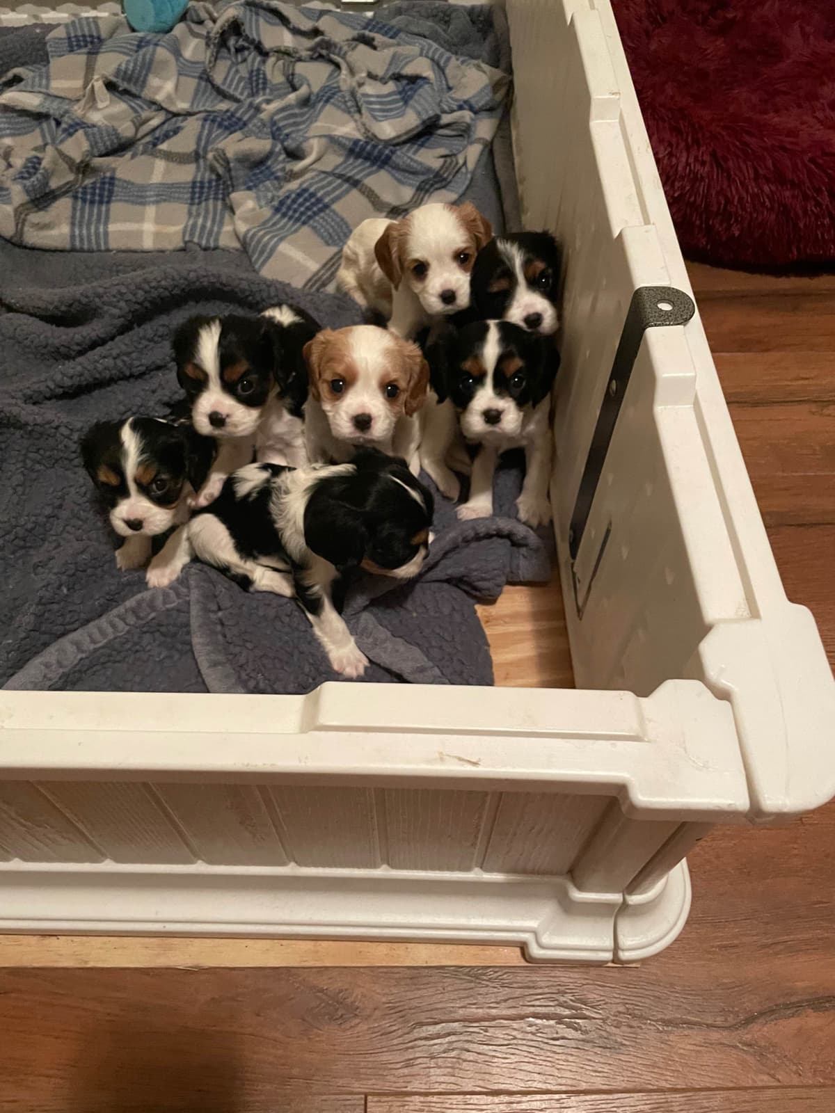 Cavalier King Charles Spaniel Puppies breeder image 7