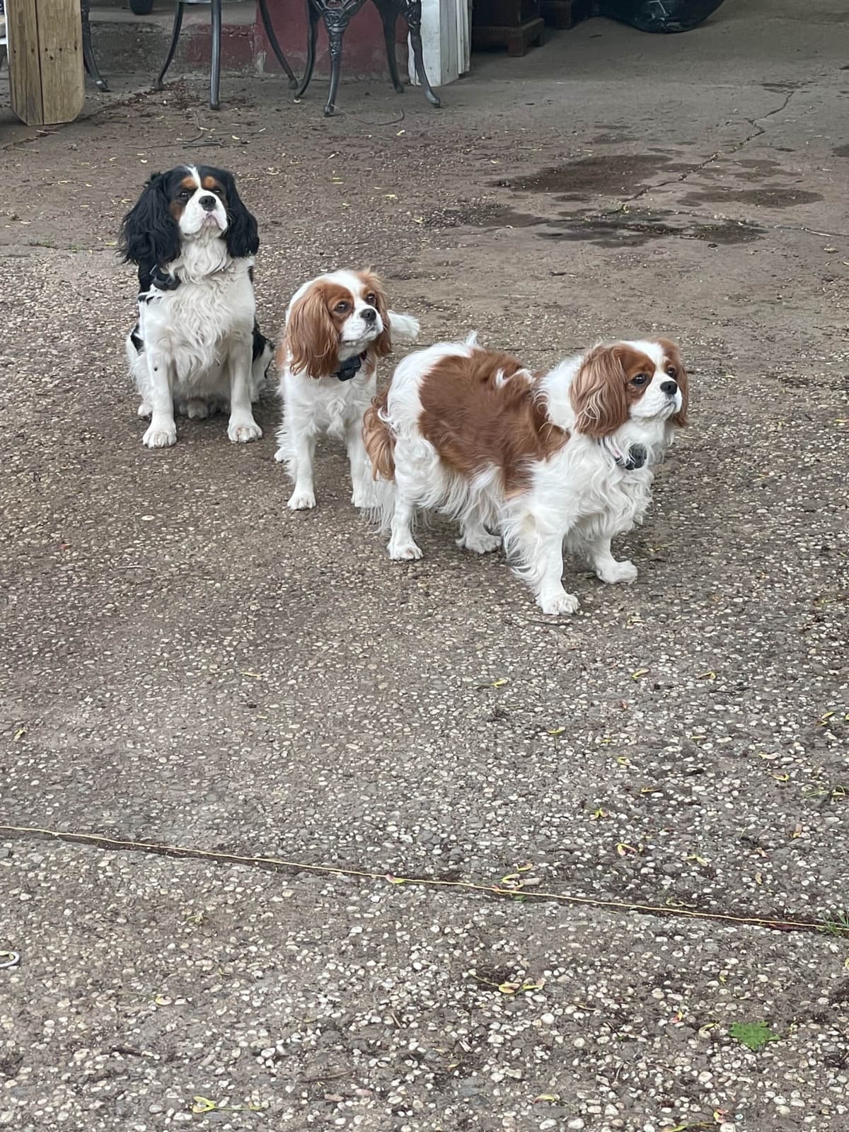 Cavalier King Charles Spaniel Puppies breeder image 8