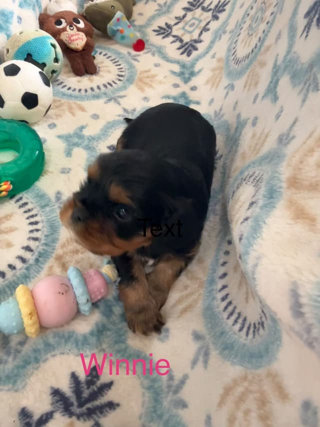 Cavalier King Charles Spaniel Puppies media 2