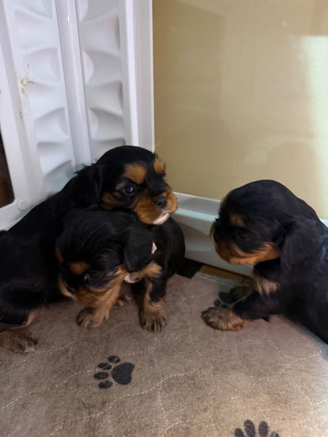 Cavalier King Charles Spaniel Puppies media 5