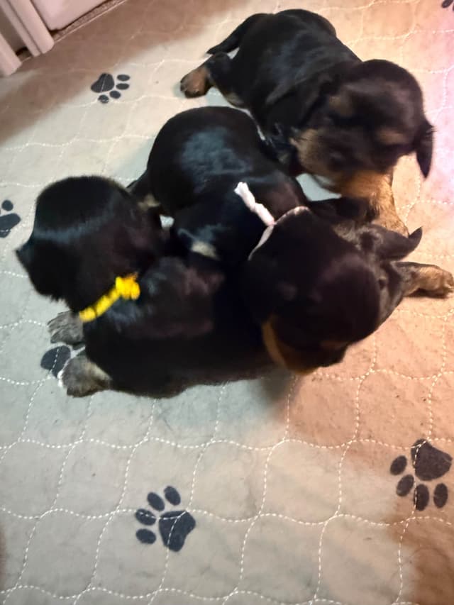 Cavalier King Charles Spaniel Puppies media 4