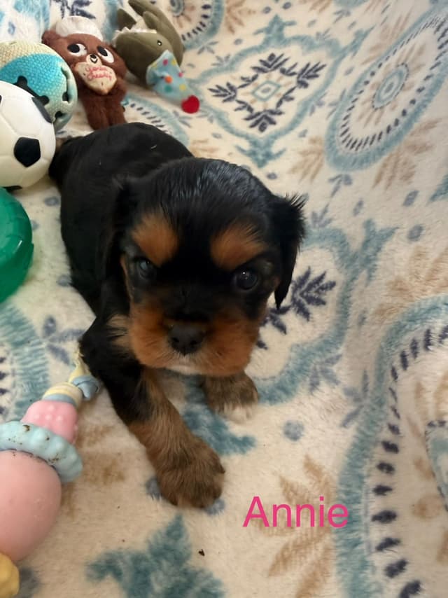 Cavalier King Charles Spaniel Puppies media 3