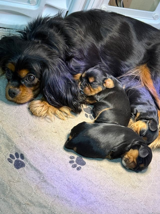 Cavalier King Charles Spaniel Puppies media 6