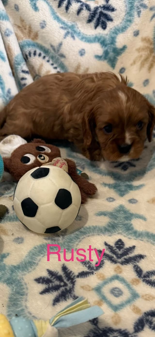 Cavalier King Charles Spaniel Puppies media 2