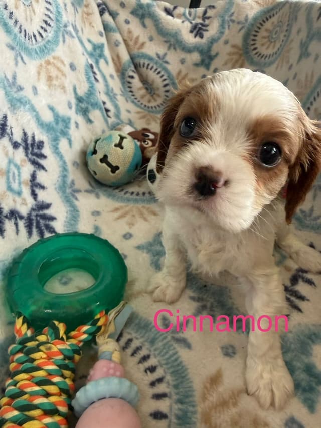 Cavalier King Charles Spaniel Puppies media 4