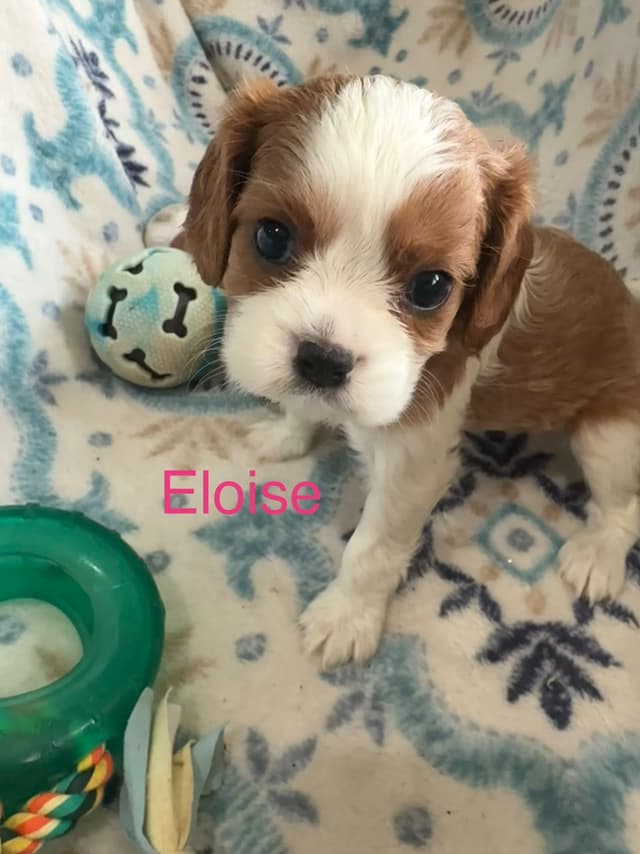 Cavalier King Charles Spaniel Puppies media 2