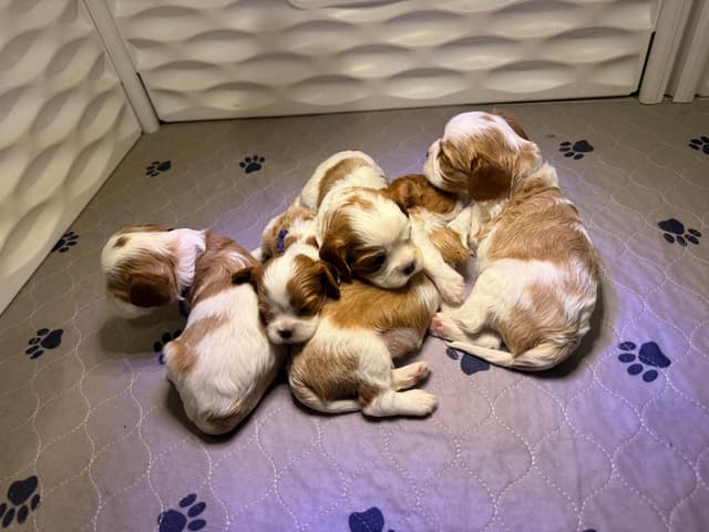 Cavalier King Charles Spaniel Puppies media 3