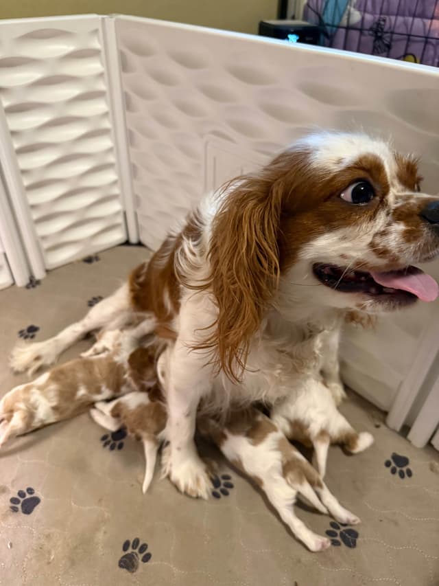 Cavalier King Charles Spaniel Puppies media 6