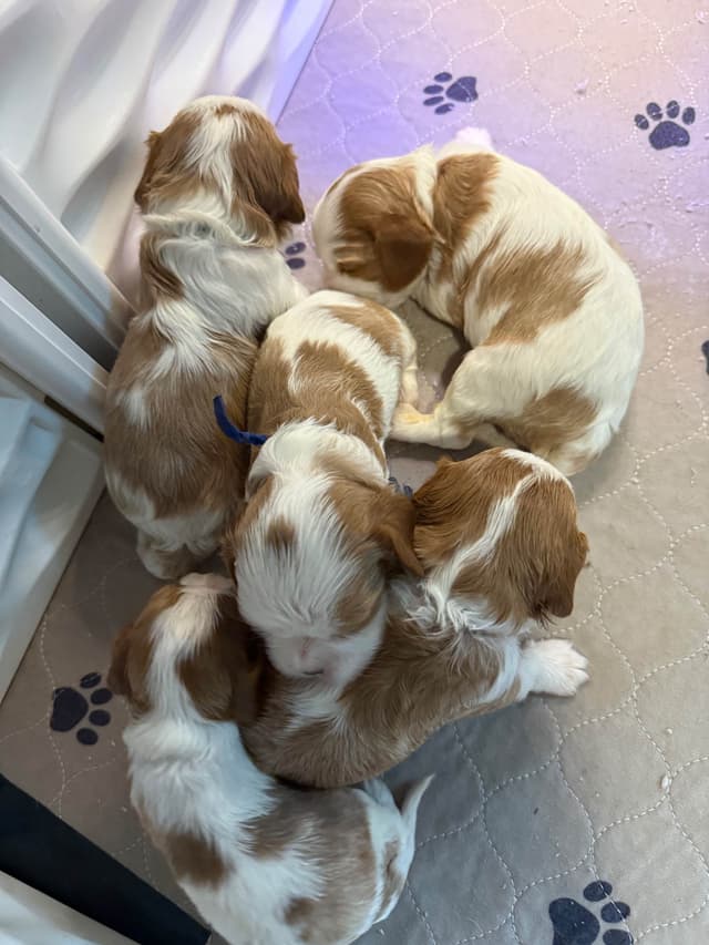 Cavalier King Charles Spaniel Puppies media 7