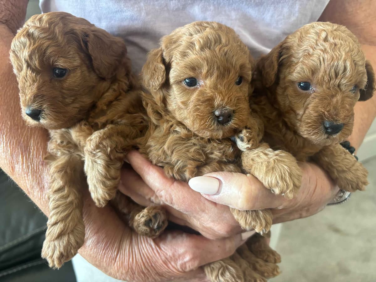 Poodle Puppies breeder image 2