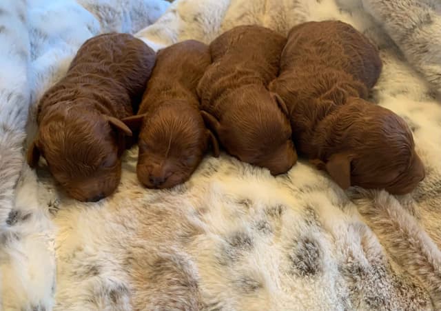 Poodle Puppies media 5