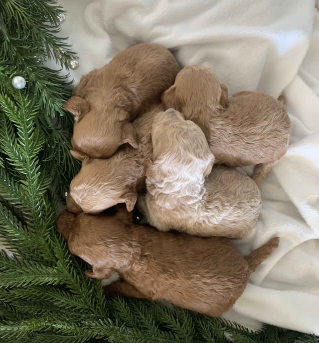 Miniature Puppies! media 3