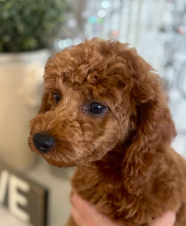 Poodle Puppies media 2