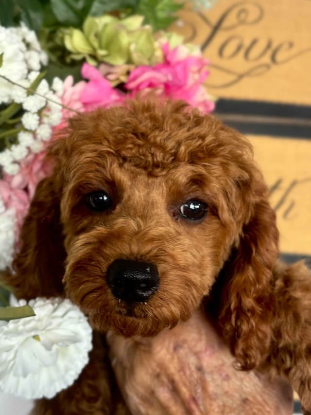 Poodle Puppies media 3