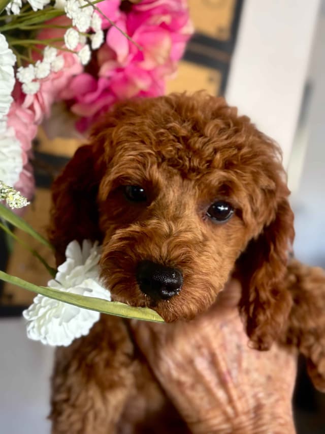 Poodle Puppies media 4