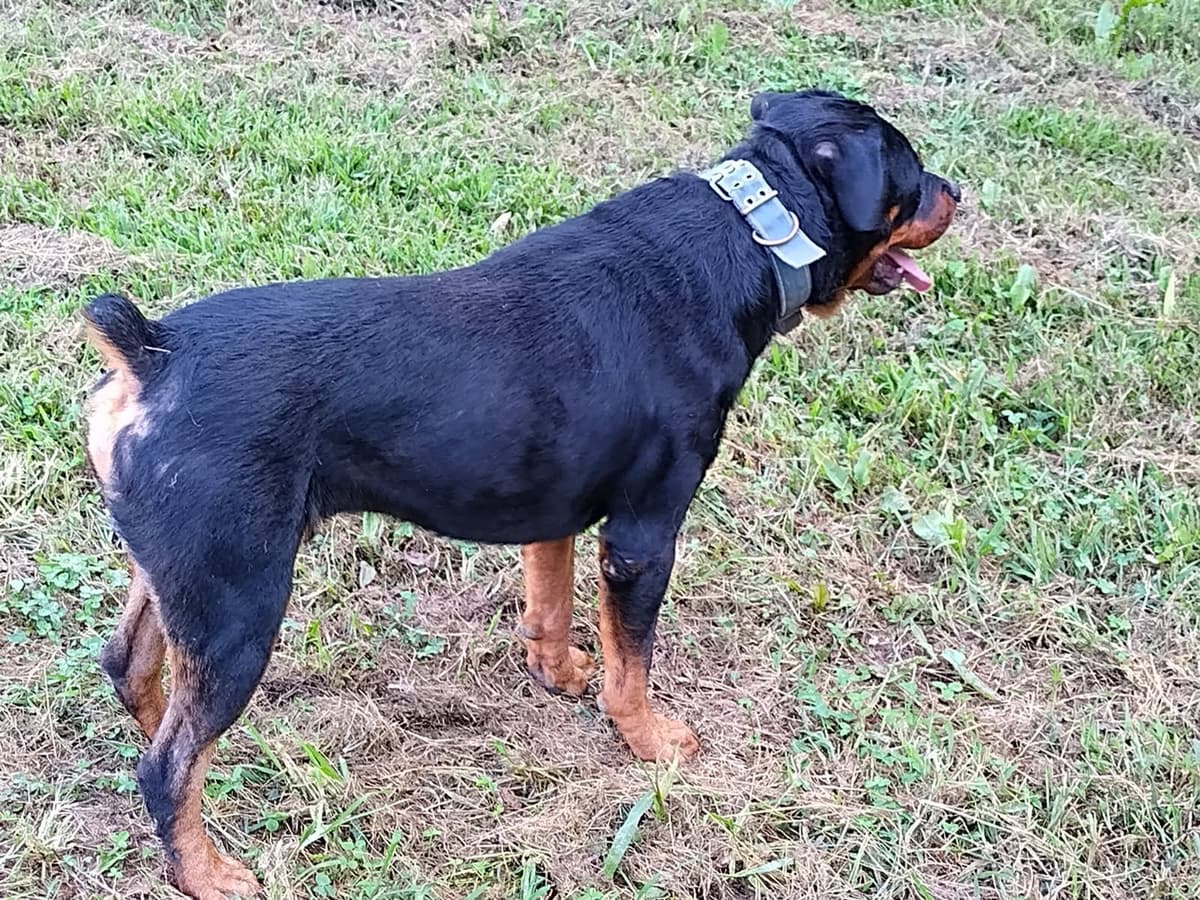 Rottweiler Puppies breeder image 1