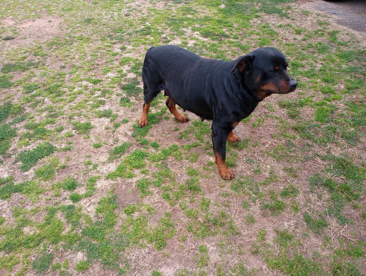 Rottweiler Puppies breeder image 3