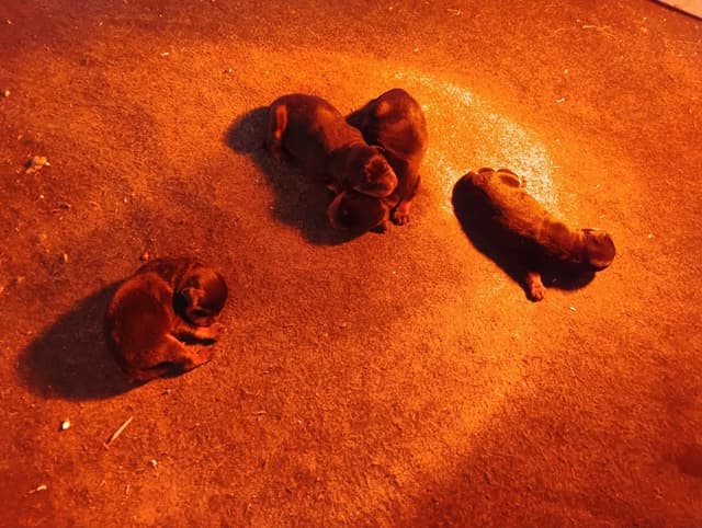 Rottweiler Puppies media 2