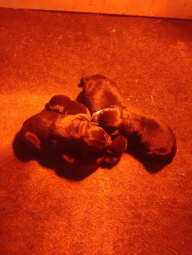 Rottweiler Puppies media 3