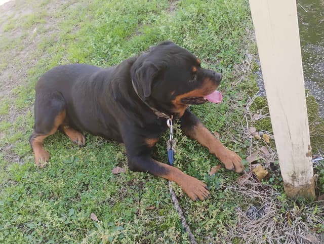 Rottweiler Puppies media 4