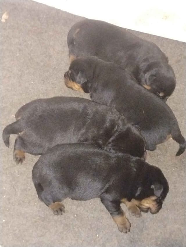 Rottweiler Puppies media 7
