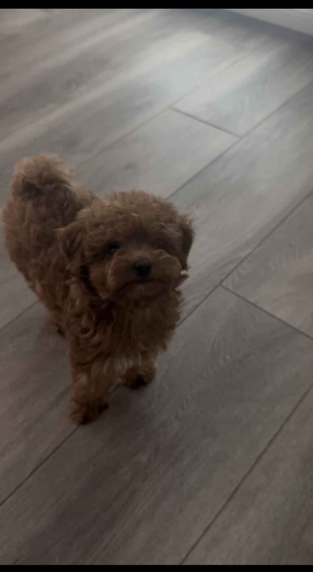 Poodle Puppies media 2