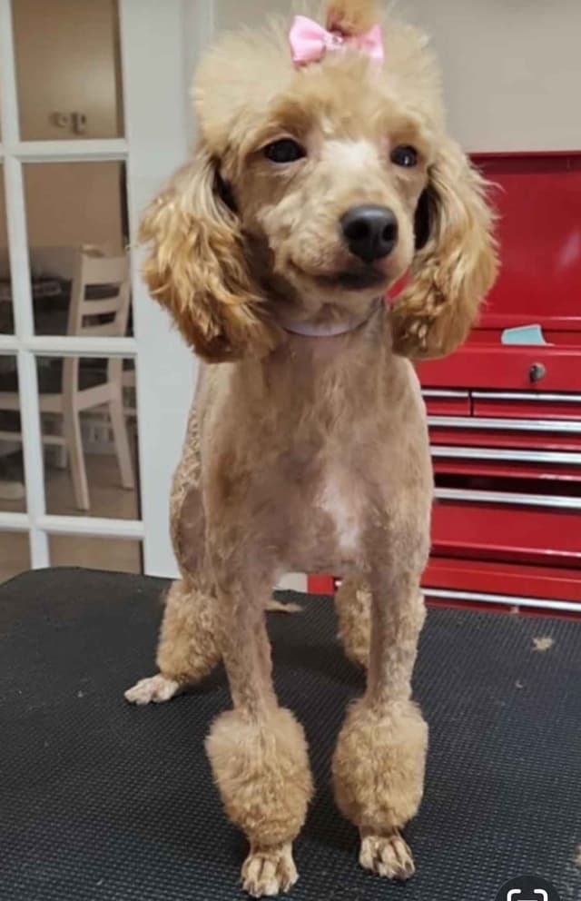 Poodle Puppies media 4