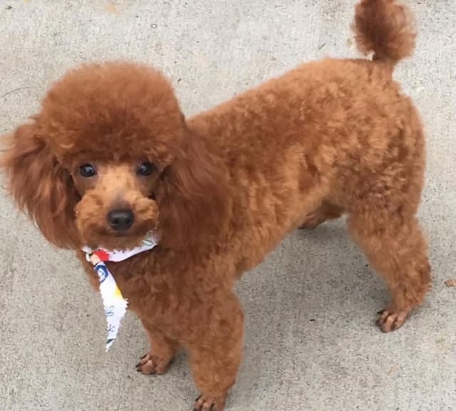 Poodle Puppies media 5